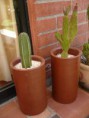 /album/cactus/cactu-5-anos-jpg/